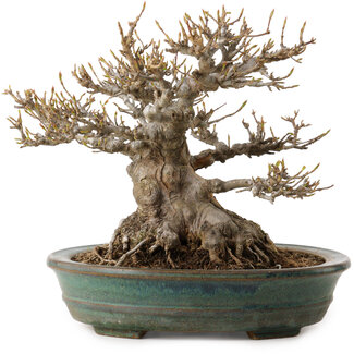 Acer buergerianum, 21 cm, ± 30 Jahre alt