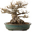 Acer buergerianum, 21 cm, ± 30 anni, con nebari di 14 cm