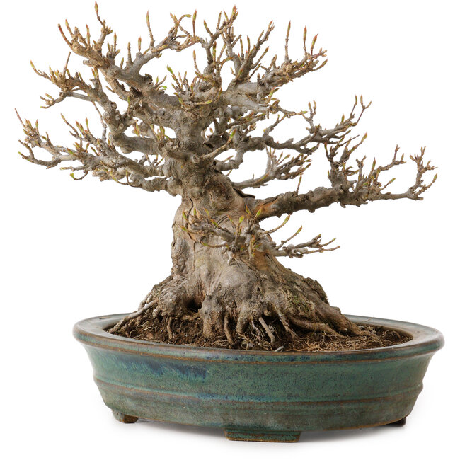 Acer buergerianum, 21 cm, ± 30 years old, with a nebari of 14 cm