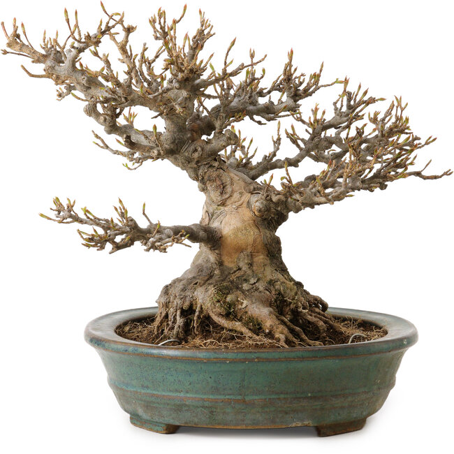 Acer buergerianum, 21 cm, ± 30 years old, with a nebari of 14 cm