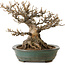 Acer buergerianum, 21 cm, ± 30 ans, avec un nebari de 14 cm