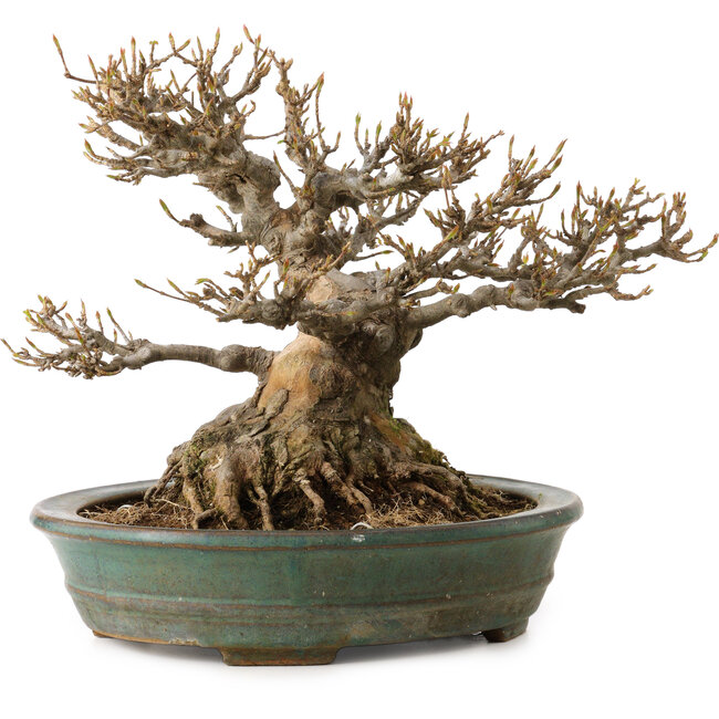 Acer buergerianum, 21 cm, ca. 30 Jahre alt, mit einem Wurzelhals von 14 cm