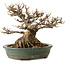 Acer buergerianum, 21 cm, ± 30 ans, avec un nebari de 14 cm