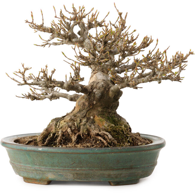 Acer buergerianum, 21 cm, ± 30 years old, with a nebari of 14 cm