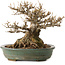 Acer buergerianum, 21 cm, ± 30 ans, avec un nebari de 14 cm