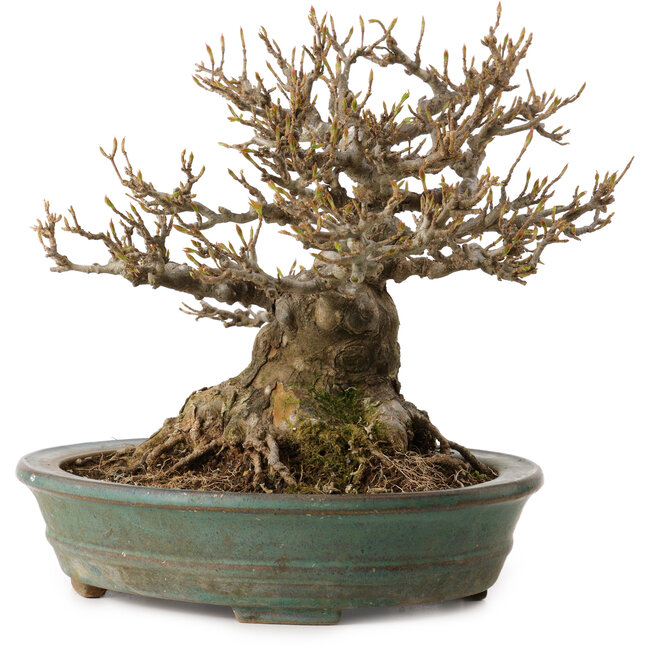 Acer buergerianum, 21 cm, ± 30 ans, avec un nebari de 14 cm