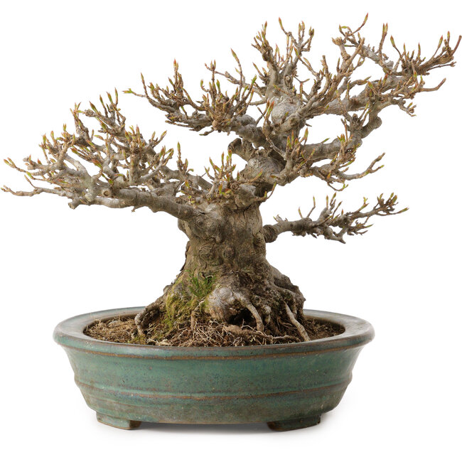 Acer buergerianum, 21 cm, ca. 30 Jahre alt, mit einem Wurzelhals von 14 cm