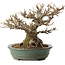 Acer buergerianum, 21 cm, ± 30 anni, con nebari di 14 cm