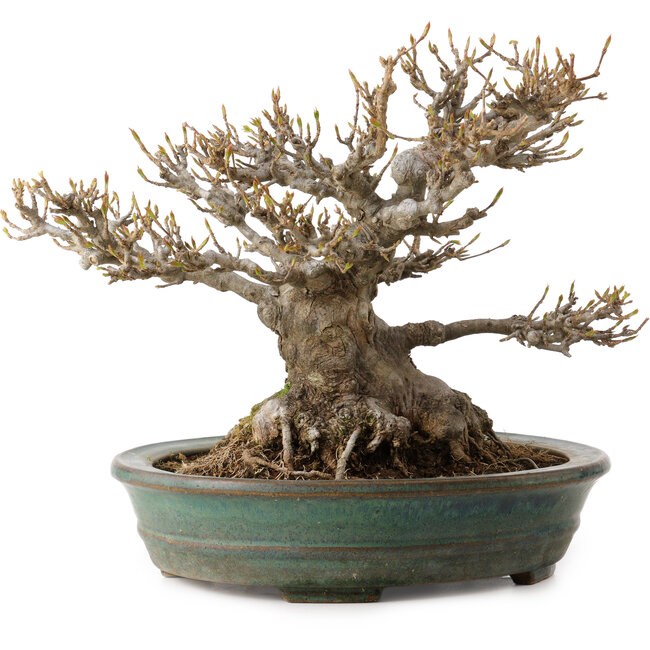 Acer buergerianum, 21 cm, ca. 30 Jahre alt, mit einem Wurzelhals von 14 cm