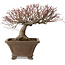 Acer palmatum, 31 cm, ± 30 years old, with a nebari of 18 cm