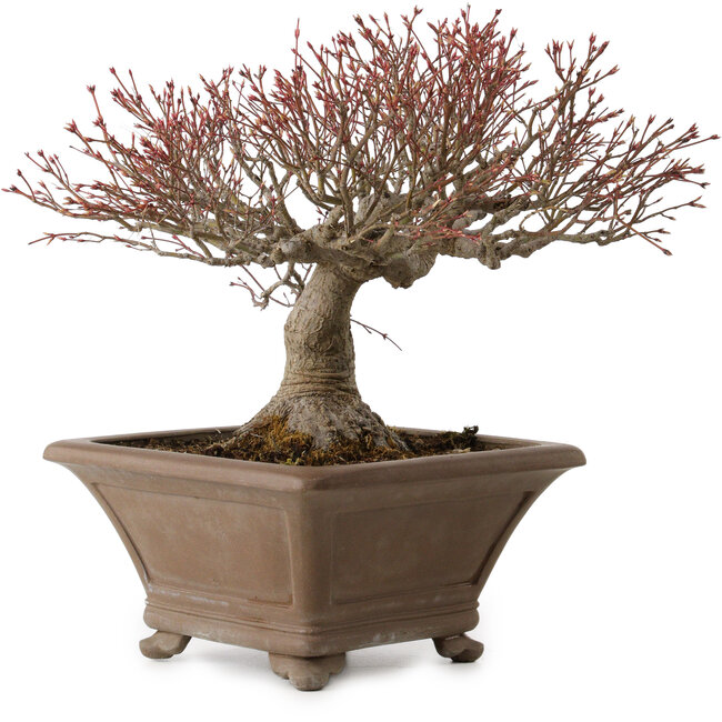 Acer palmatum, 31 cm, ± 30 años, con un nebari de 18 cm