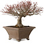 Acer palmatum, 31 cm, ca. 30 Jahre alt, mit einem Wurzelhals von 18 cm