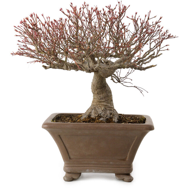 Acer palmatum, 31 cm, ± 30 ans, avec un nebari de 18 cm