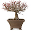 Acer palmatum, 31 cm, ± 30 años, con un nebari de 18 cm