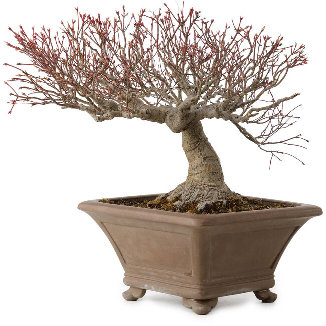 Acer palmatum, 31 cm, ± 30 ans, avec un nebari de 18 cm