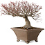 Acer palmatum, 31 cm, ± 30 años, con un nebari de 18 cm