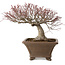 Acer palmatum, 31 cm, ca. 30 Jahre alt, mit einem Wurzelhals von 18 cm