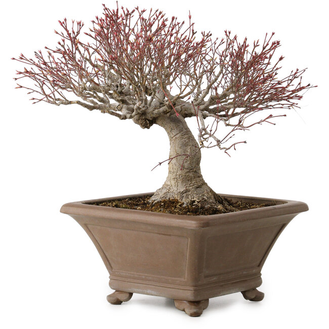 Acer palmatum, 31 cm, ± 30 years old, with a nebari of 18 cm