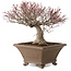 Acer palmatum, 31 cm, ca. 30 Jahre alt, mit einem Wurzelhals von 18 cm