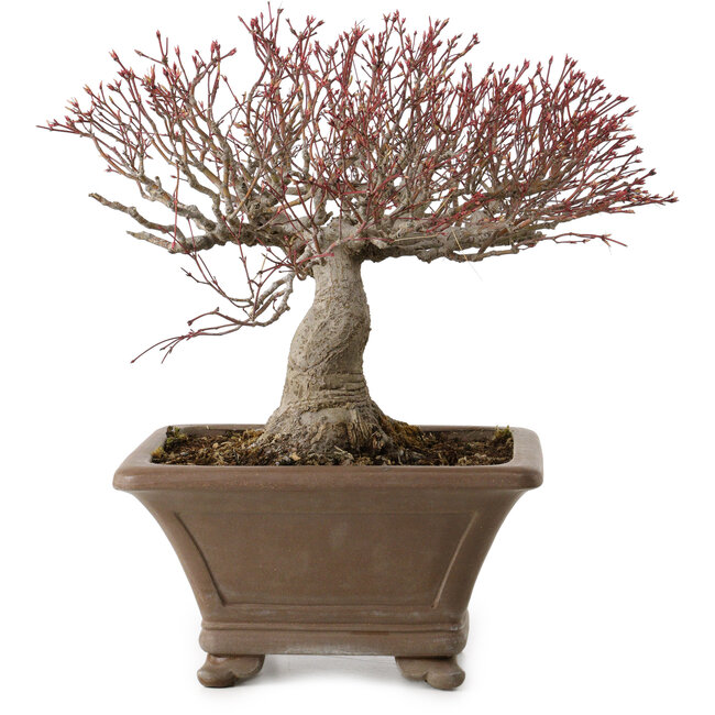 Acer palmatum, 31 cm, ± 30 años, con un nebari de 18 cm