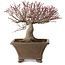 Acer palmatum, 31 cm, ± 30 años, con un nebari de 18 cm