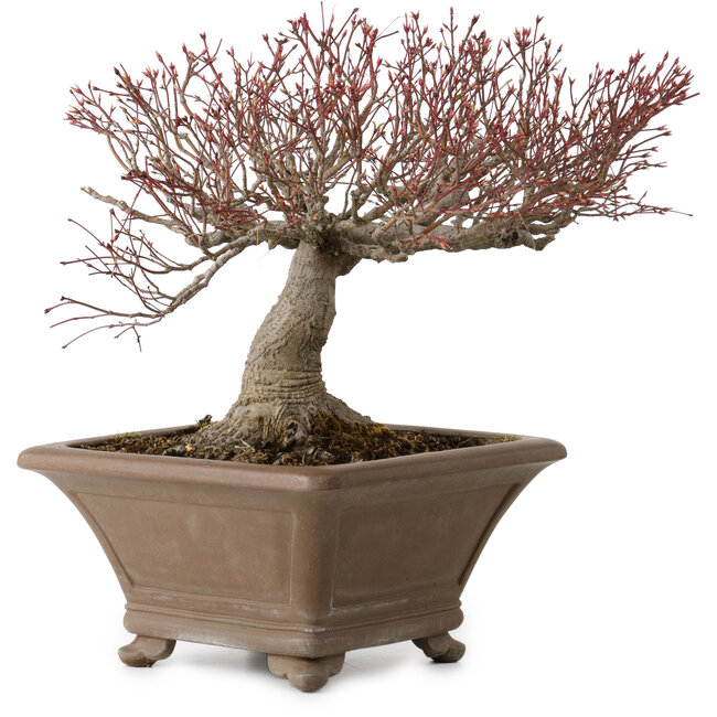 Acer palmatum, 31 cm, ± 30 years old, with a nebari of 18 cm