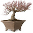 Acer palmatum, 31 cm, ± 30 años, con un nebari de 18 cm