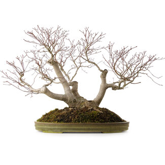 Acero palmato, 55 cm, ± 35 anni