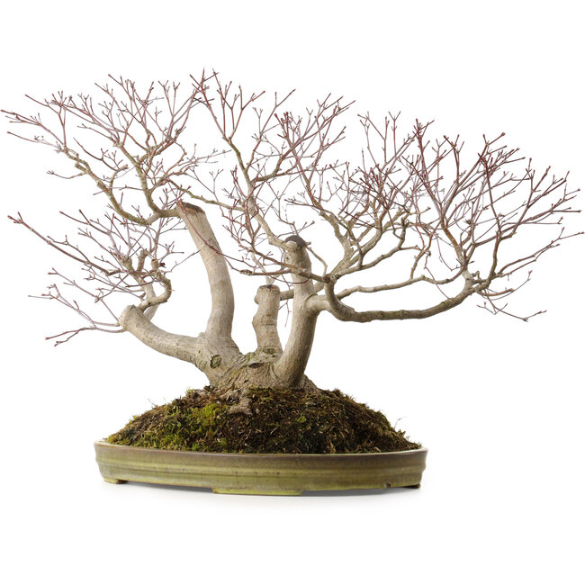 Acer palmatum, 55 cm, ± 35 anni, con nebari di 25 cm