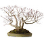 Acer palmatum, 55 cm, ± 35 anni, con nebari di 25 cm