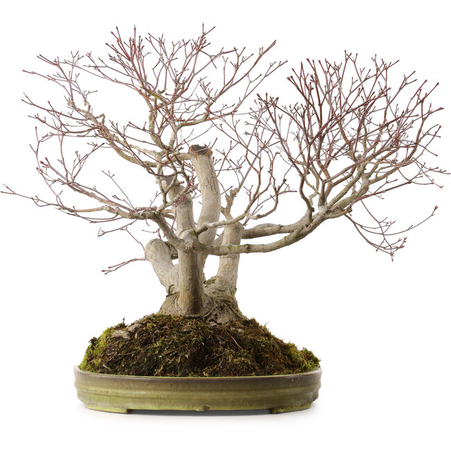 Acer palmatum, 55 cm, ± 35 anni, con nebari di 25 cm