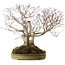 Acer palmatum, 55 cm, ± 35 jaar oud, met een nebari van 25 cm