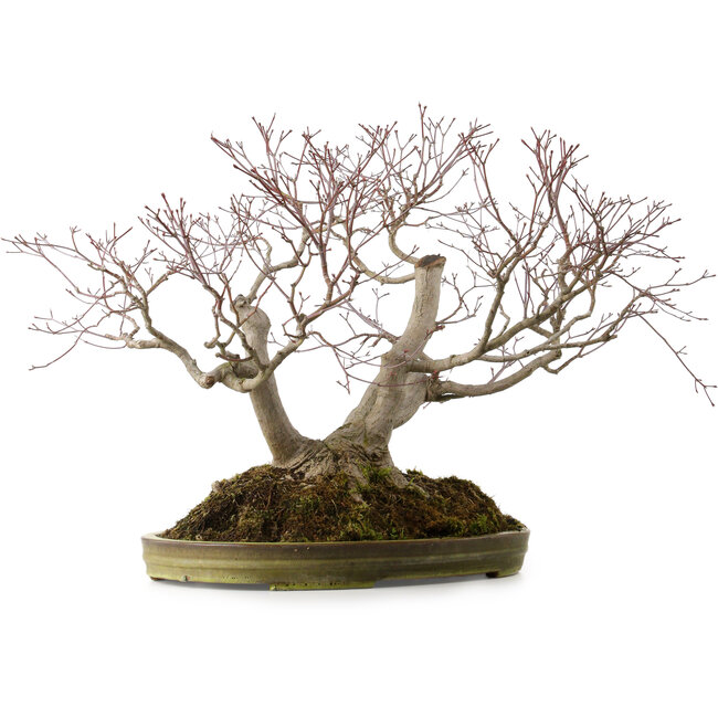 Acer palmatum, 55 cm, ± 35 jaar oud, met een nebari van 25 cm