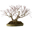 Acer palmatum, 55 cm, ± 35 anni, con nebari di 25 cm