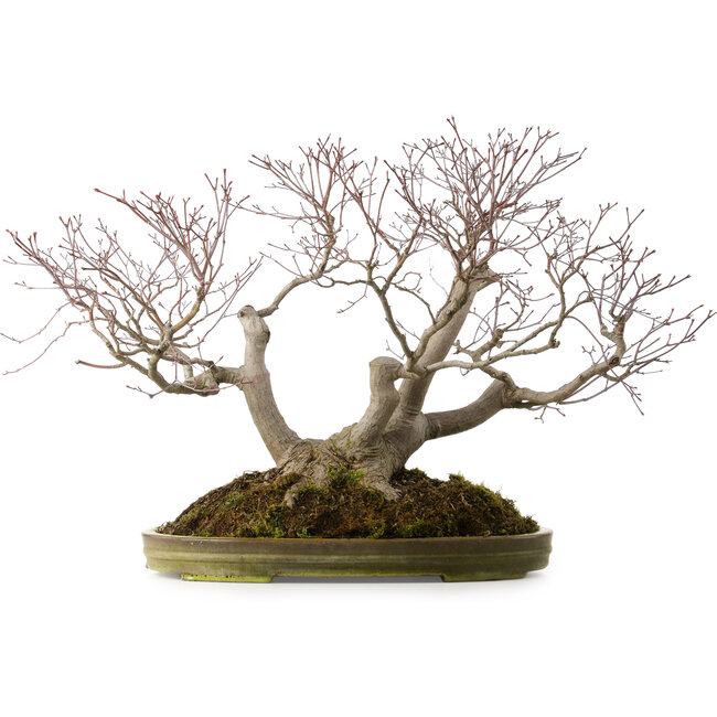 Acer palmatum, 55 cm, ± 35 jaar oud, met een nebari van 25 cm