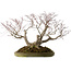 Acer palmatum, 55 cm, ± 35 anni, con nebari di 25 cm