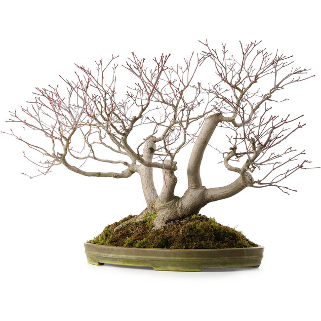 Acer palmatum, 55 cm, ± 35 anni, con nebari di 25 cm