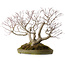Acer palmatum, 55 cm, ± 35 anni, con nebari di 25 cm
