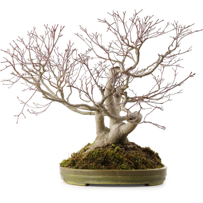 Acer palmatum, 55 cm, ± 35 anni, con nebari di 25 cm