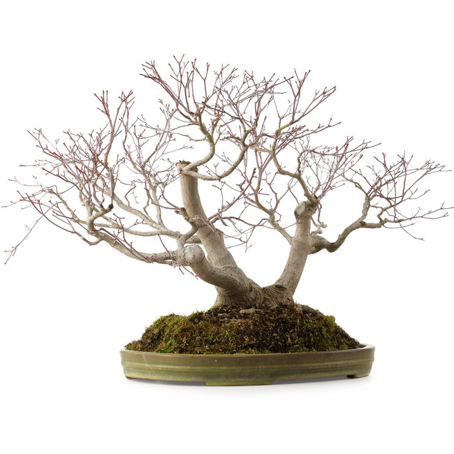 Acer palmatum, 55 cm, ± 35 anni, con nebari di 25 cm