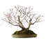 Acer palmatum, 55 cm, ± 35 anni, con nebari di 25 cm
