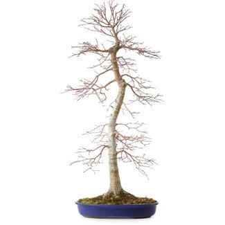 Acer palmatum, 75 cm, ± 20 years old