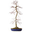 Acer palmatum, 75 cm, ± 20 ans, avec un nebari de 11 cm