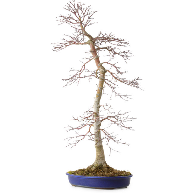 Acer palmatum, 75 cm, ± 20 ans, avec un nebari de 11 cm