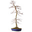 Acer palmatum, 75 cm, ± 20 años, con un nebari de 11 cm