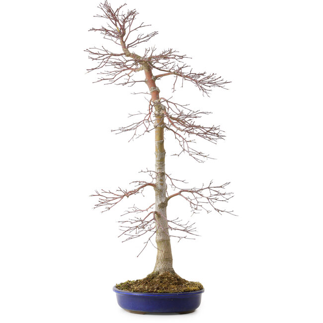 Acer palmatum, 75 cm, ca. 20 Jahre alt, mit einem Wurzelhals von 11 cm