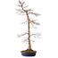 Acer palmatum, 75 cm, ± 20 anni, con nebari di 11 cm