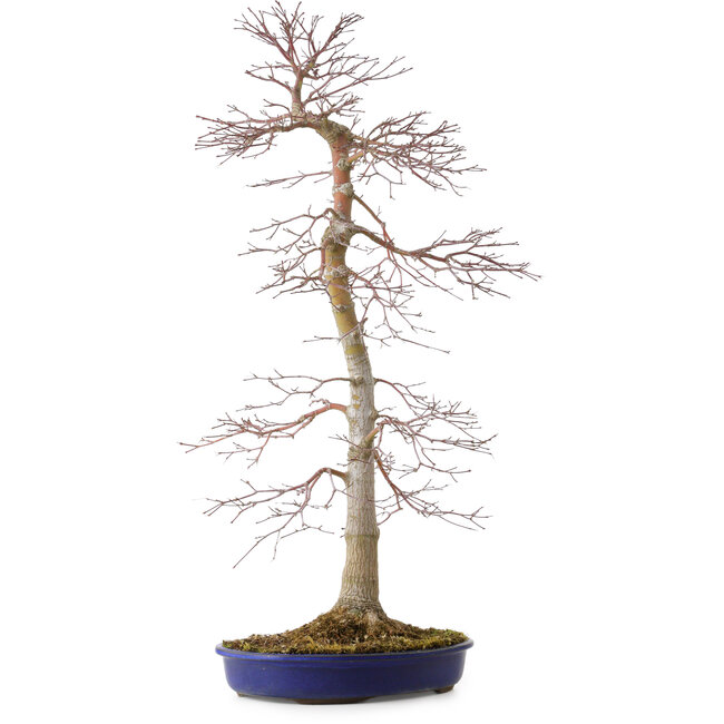 Acer palmatum, 75 cm, ca. 20 Jahre alt, mit einem Wurzelhals von 11 cm