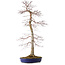 Acer palmatum, 75 cm, ± 20 años, con un nebari de 11 cm