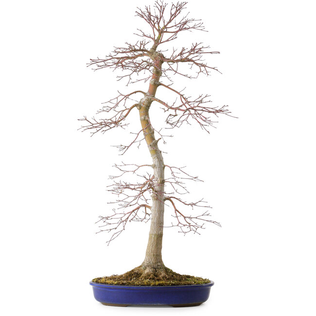 Acer palmatum, 75 cm, ± 20 jaar oud, met een nebari van 11 cm